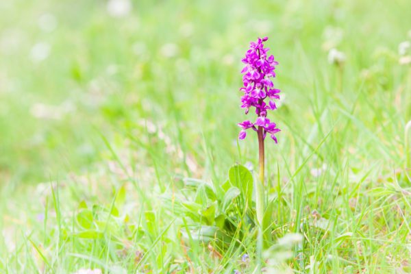 Early purple orchid (Orchis mascula)